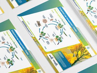 Disease cycle of Blackleg