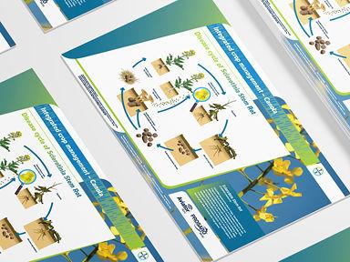 Disease cycle of Sclerotinia Stem Rot 