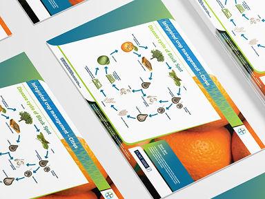 Disease cycle of Black Spot 
