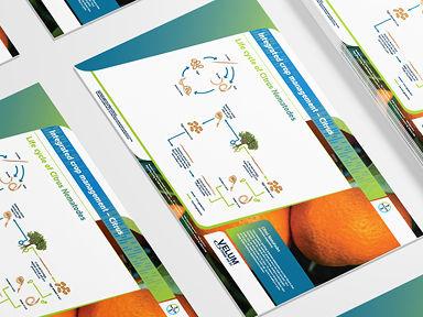 Siektesiklus van Sitrusaalwurms