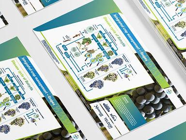 Disease cycle of Botrytis