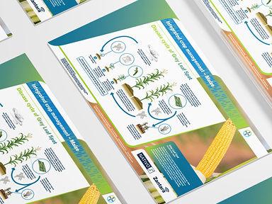 Disease cycle of Grey Leaf Spot  