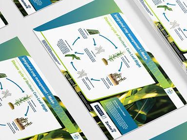 Disease cycle of Northern Corn Leaf Blight