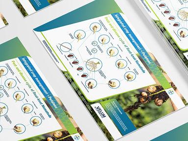 Disease cycle of Root-knot Nematodes  