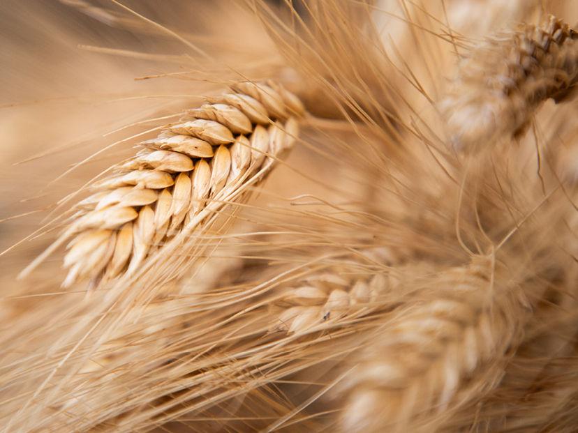 Barley Spray Programme