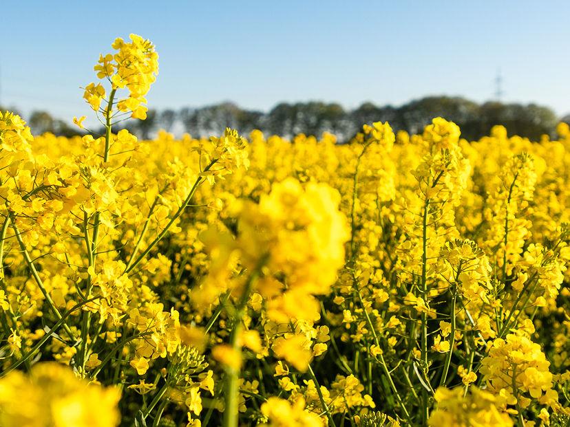 Canola Spray Programme