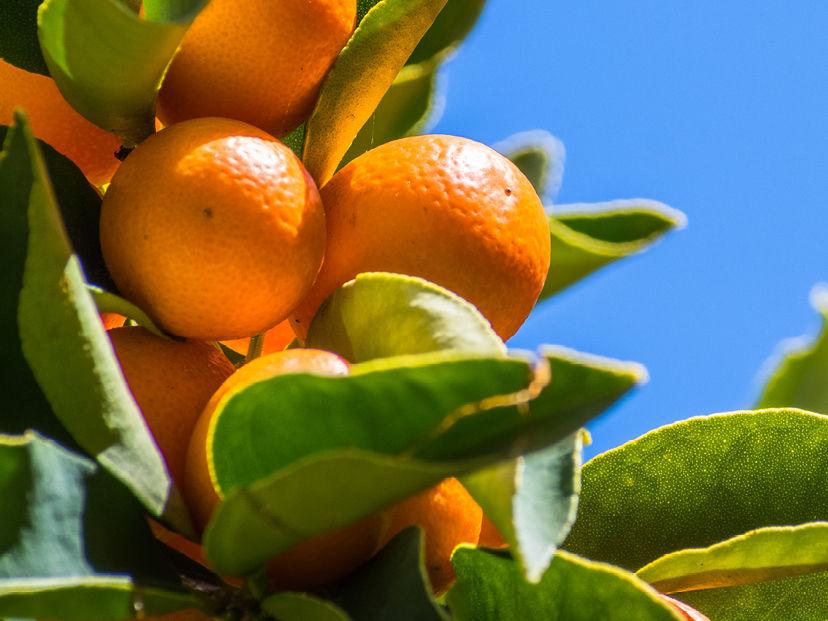 Citrus Spray Programme