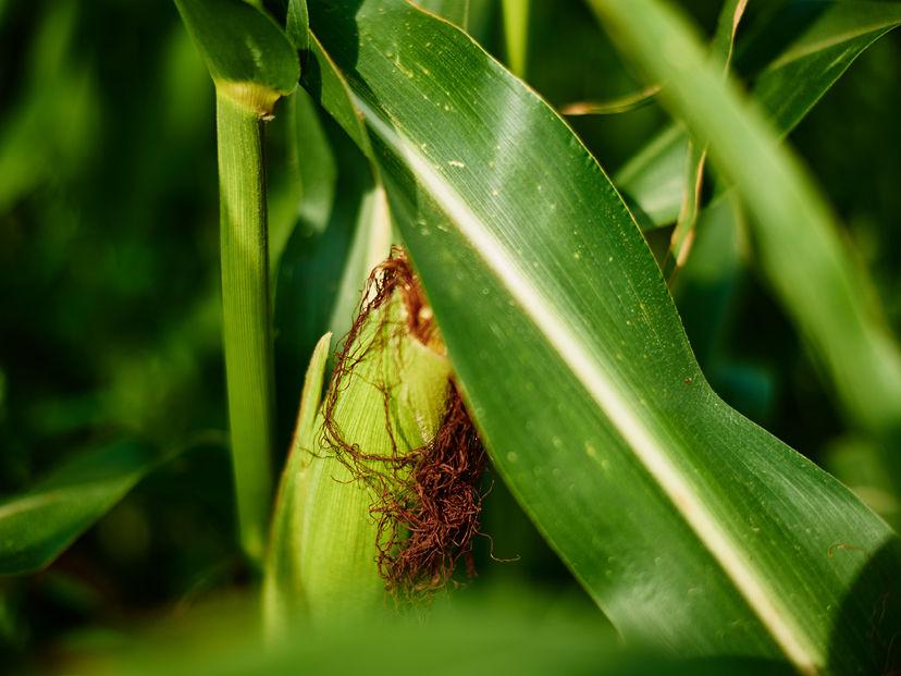 Conventional Maize Spray Programme