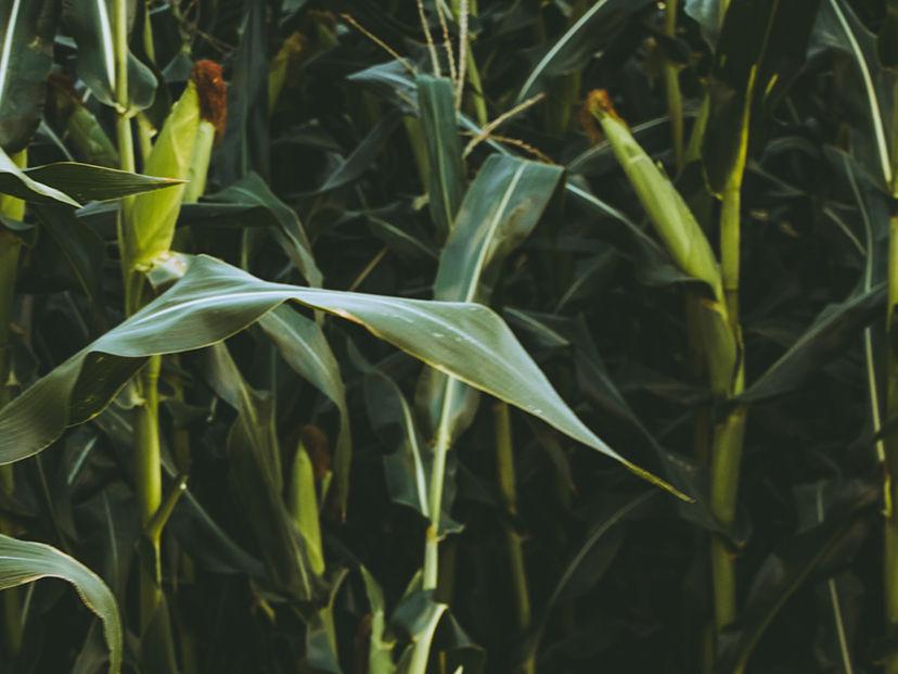 Smallholder Spray Programme