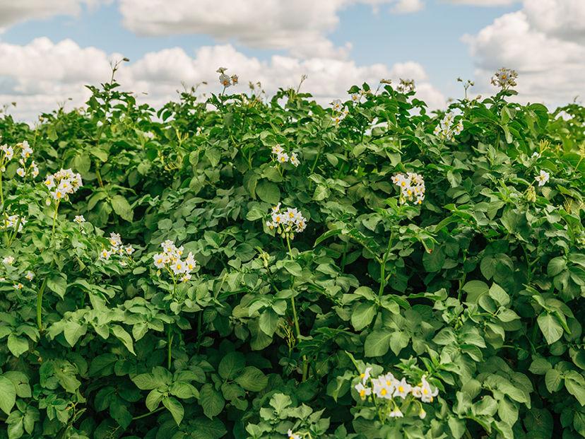 Potato Spray Programme