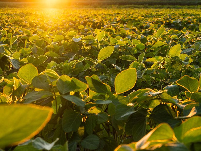 Soybeans Spray Programme