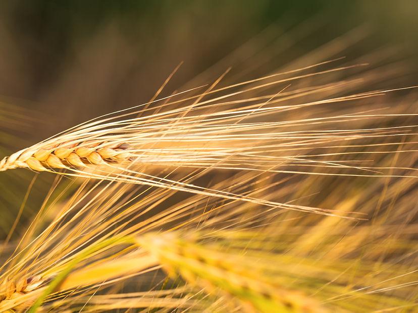 Wheat Spray Programme