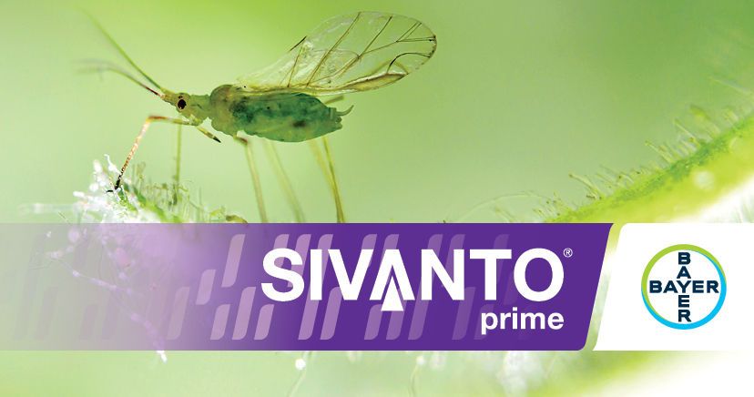 ’n Uitklophou vir graanluise 