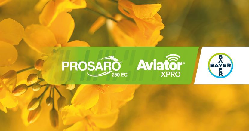 Swartstam in kanola: Voortydige beheer is jou wapen tot sukses 