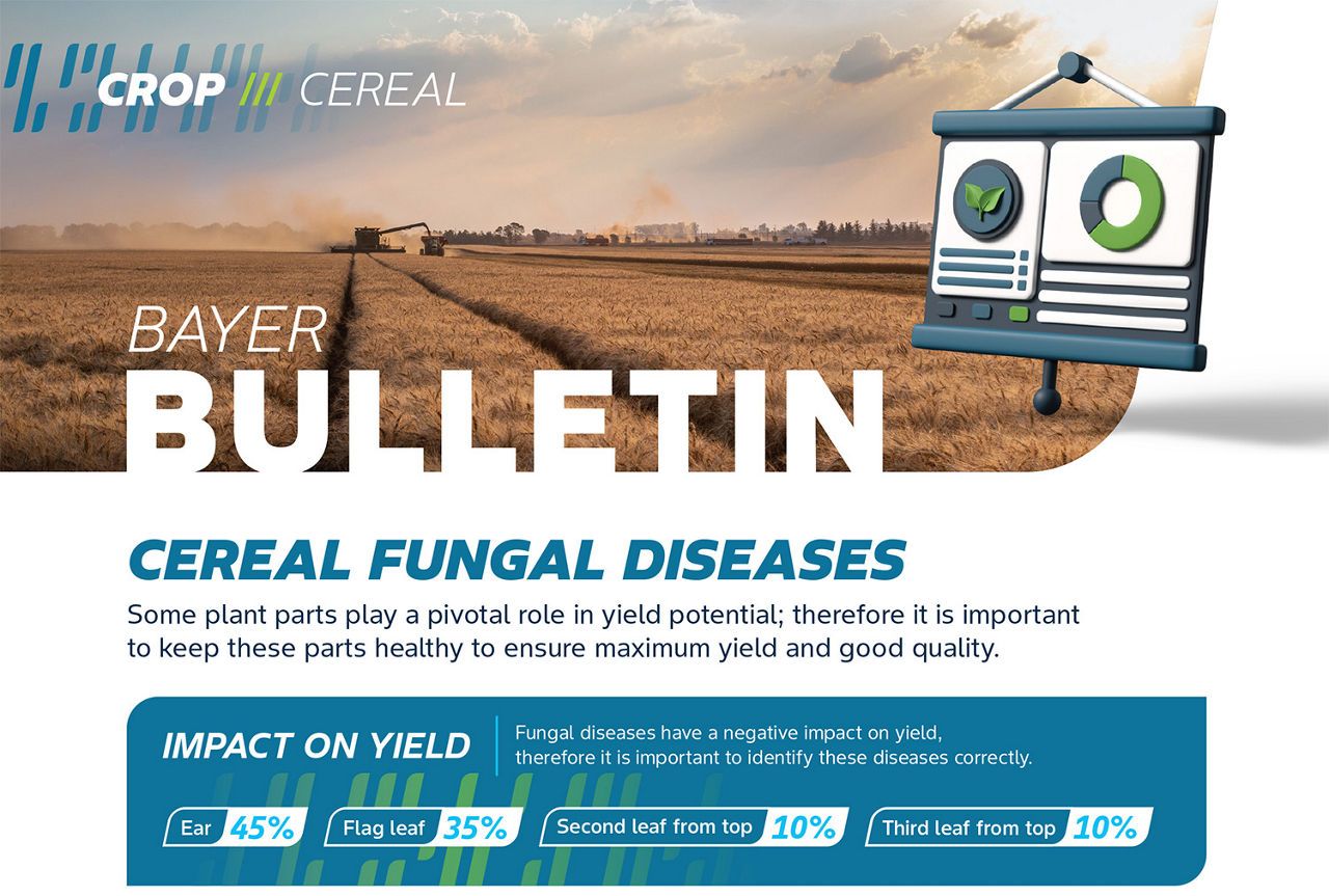 Fungal Diseases