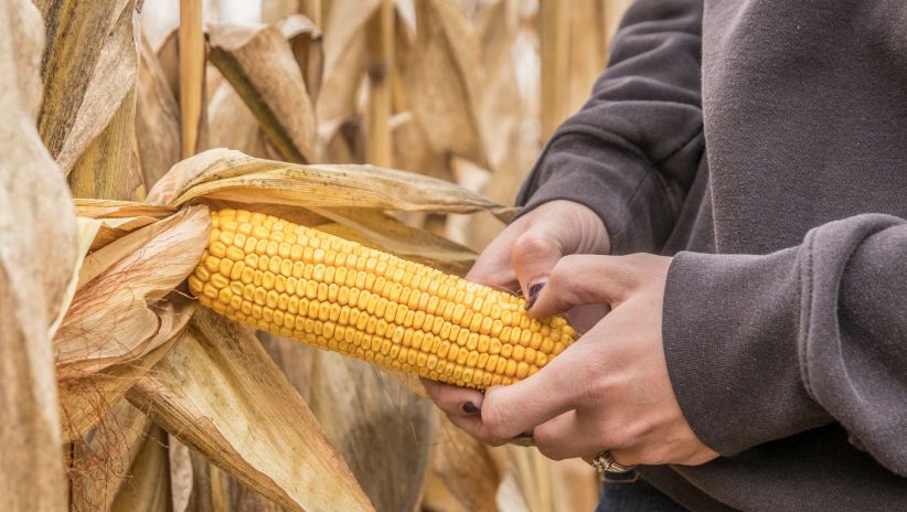 Survival of the fittest – fighting fungicide resistance