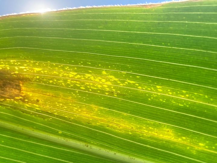 What is Goss’s wilt?