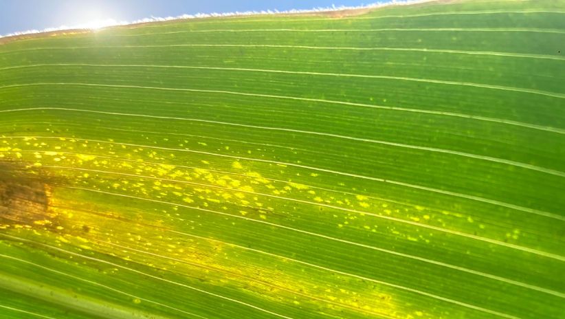 Wat is Goss-verwelksiekte?