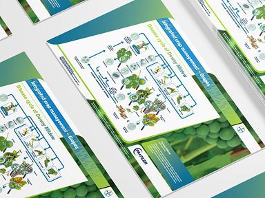 Siektesiklus van Donsskimmel  