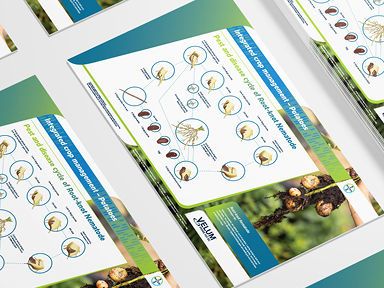 Disease cycle of Root-knot Nematodes  