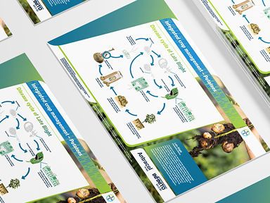 Disease cycle of Late Blight    