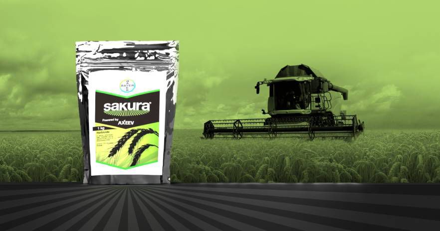 Sakura herbicide: Proven ryegrass control