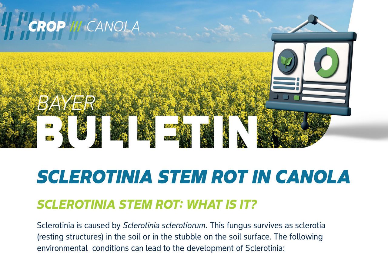 Sclerotinia in Canola