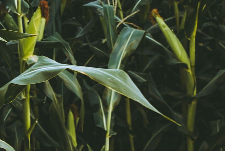 Konvensionele mieliespuitprogram