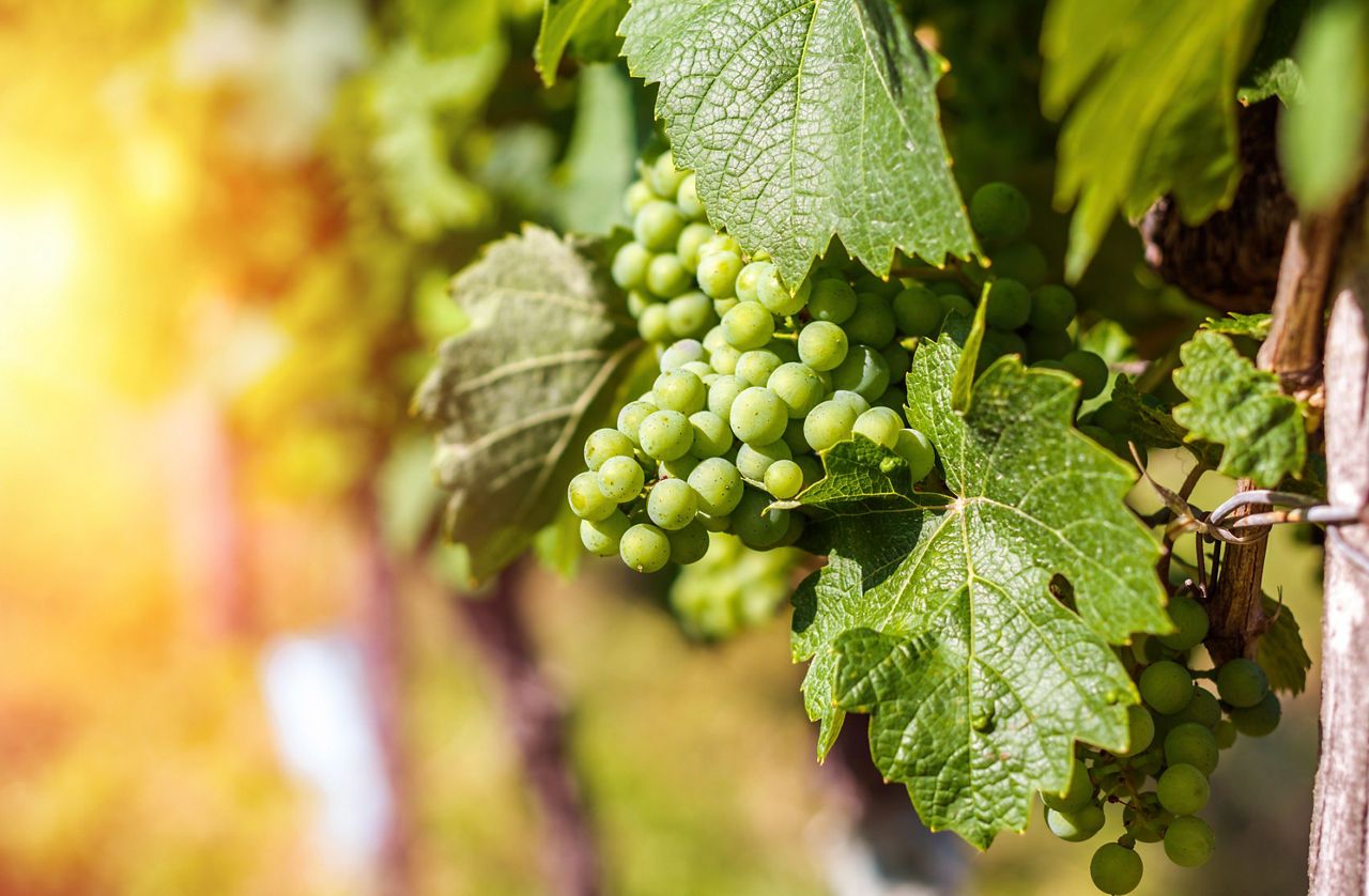 Grapes Spray Programme