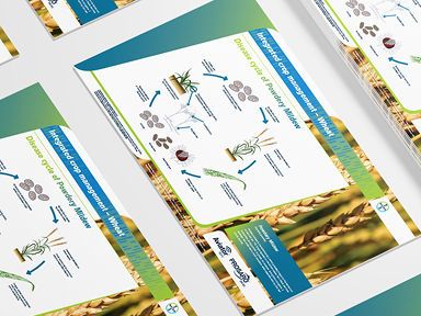 Siektesiklus van Poeieragtige Meeldou 